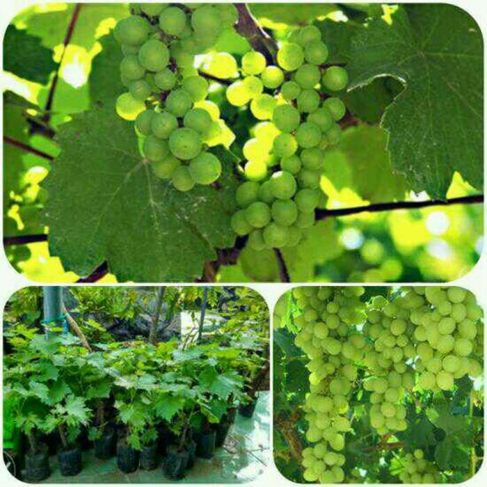 bibit tanaman buah anggir isabel bibit tanaman buah anggir isabel