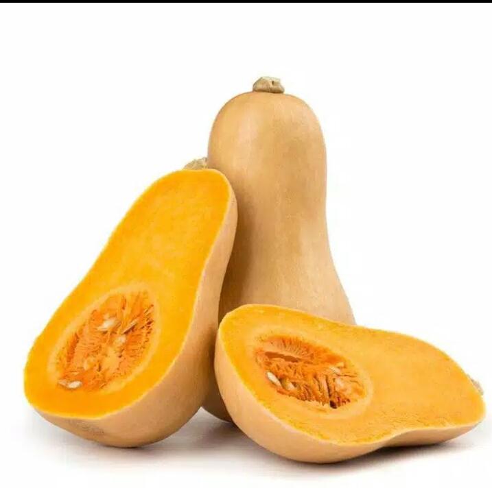 Ufairah Benih Labu Madu F1 Butternut Squash isi 5 benih Ufairah Benih Labu Madu F1 Butternut Squash isi 5 benih