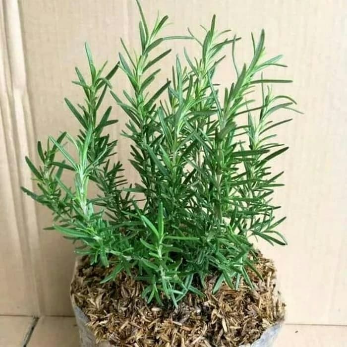 TANAMAN HELBAL ROSEMARY ANTI NYAMUK (DAPAT DIKONSUMSI) COD TANAMAN HELBAL ROSEMARY ANTI NYAMUK (DAPAT DIKONSUMSI) COD