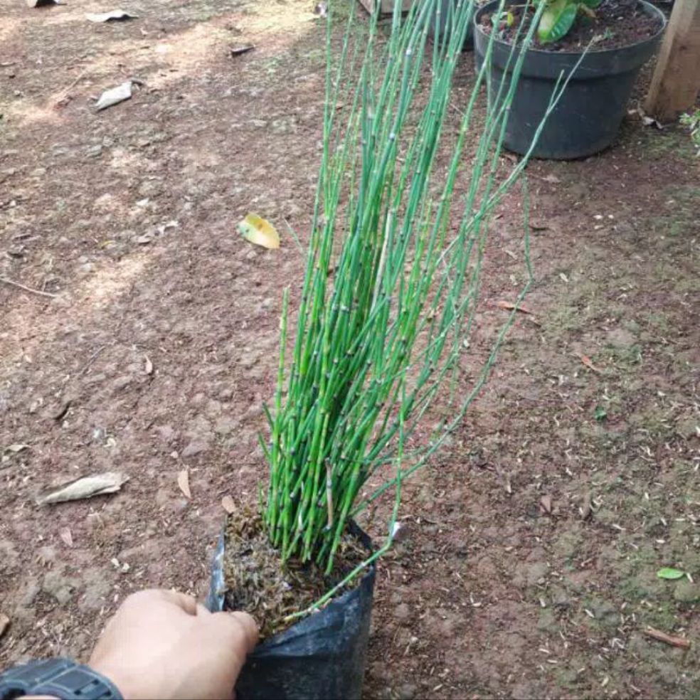 Tanaman Bambu Air Tanaman Bambu Air
