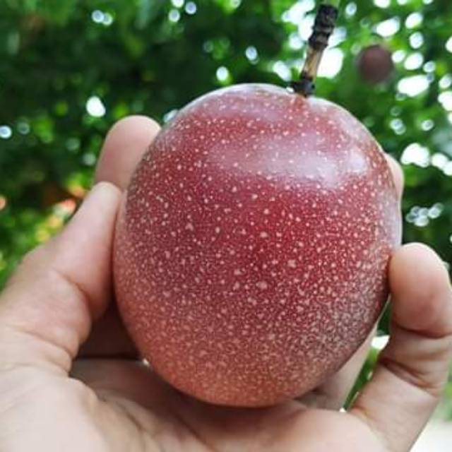 Bibit tanaman markisa manis Bibit tanaman markisa manis
