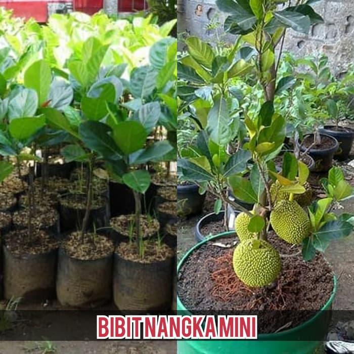 Bibit Buah Nangka Madu Mini Berbuah Pendek Product Bibit Buah Nangka Madu Mini Berbuah Pendek Product