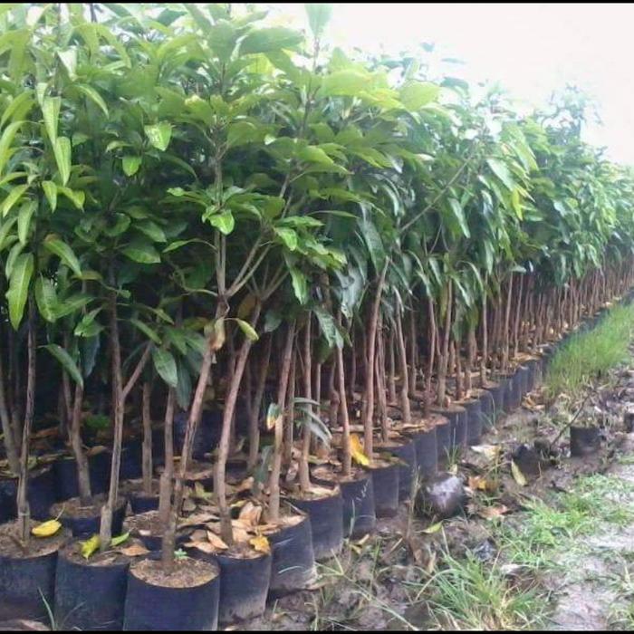 Iâ* DISKON BIBIT HIDUP BUAH MANGGA LALI JIWO MANALAGI UNGGULAN Iâ* DISKON BIBIT HIDUP BUAH MANGGA LALI JIWO MANALAGI UNGGULAN