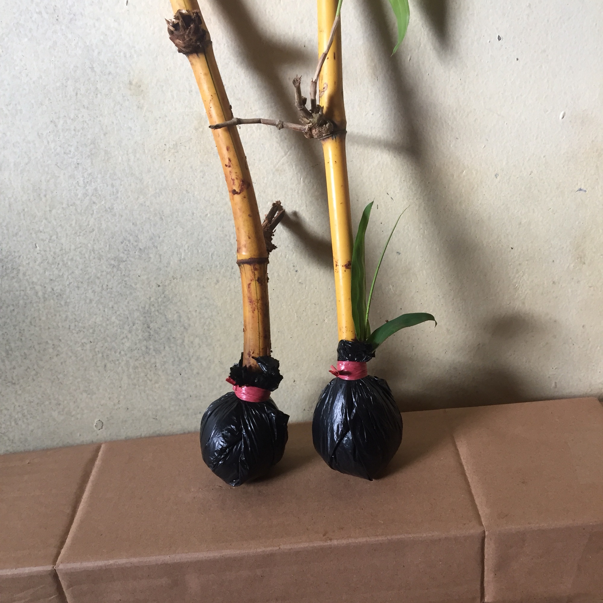 Paket 5 batang Stek bambu kuning Paket 5 batang Stek bambu kuning