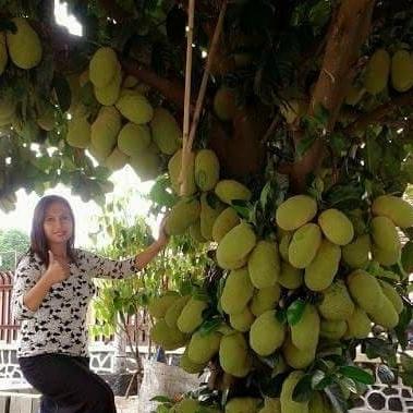 bibit nangka dak unggul/tanaman hidup bibit nangka dak unggul/tanaman hidup