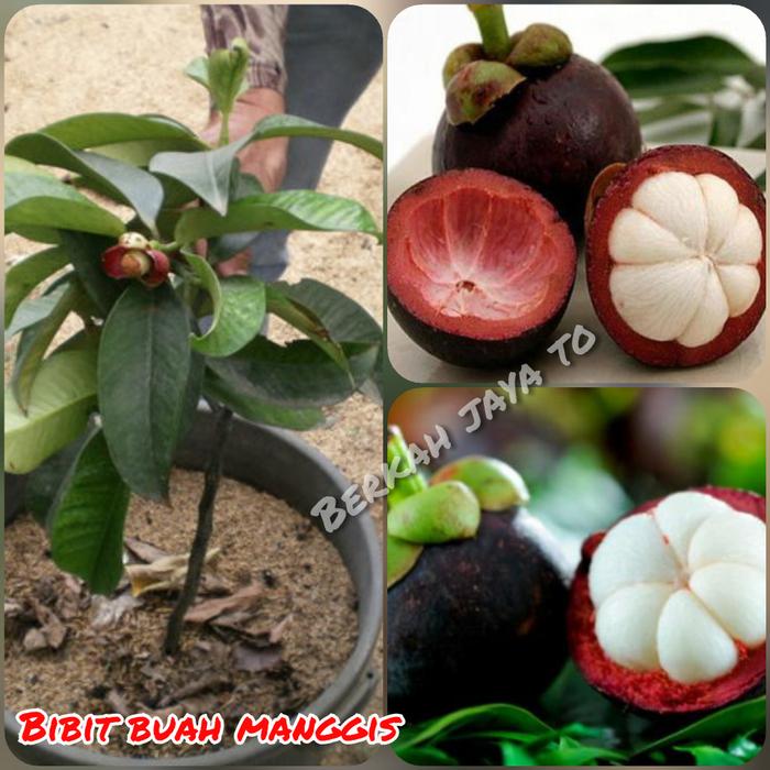 Caps Bibit Buah Manggis Okulasi - Cepat Berbuah Caps Bibit Buah Manggis Okulasi - Cepat Berbuah