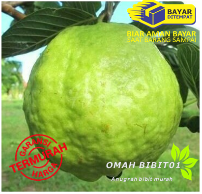 bibit tanaman buah jambu bangkok bibit tanaman buah jambu bangkok
