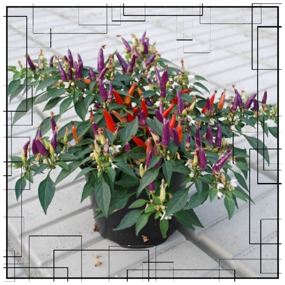Buruan Order Bibit Cabe Warna WISATA AGROTANI BIBIT UNGGUL Buruan Order Bibit Cabe Warna WISATA AGROTANI BIBIT UNGGUL