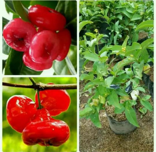 Bibit Jambu Air Kancing F0R Bibit Jambu Air Kancing F0R
