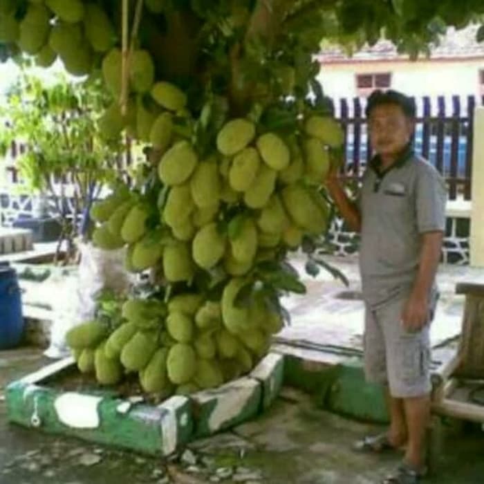 Bibit Nangkadak/Nangka Cempedak Terb@Ru Bibit Nangkadak/Nangka Cempedak Terb@Ru