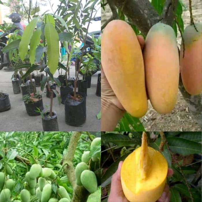 Bibit Mangga Chokanan Pr0Duk Bibit Mangga Chokanan Pr0Duk