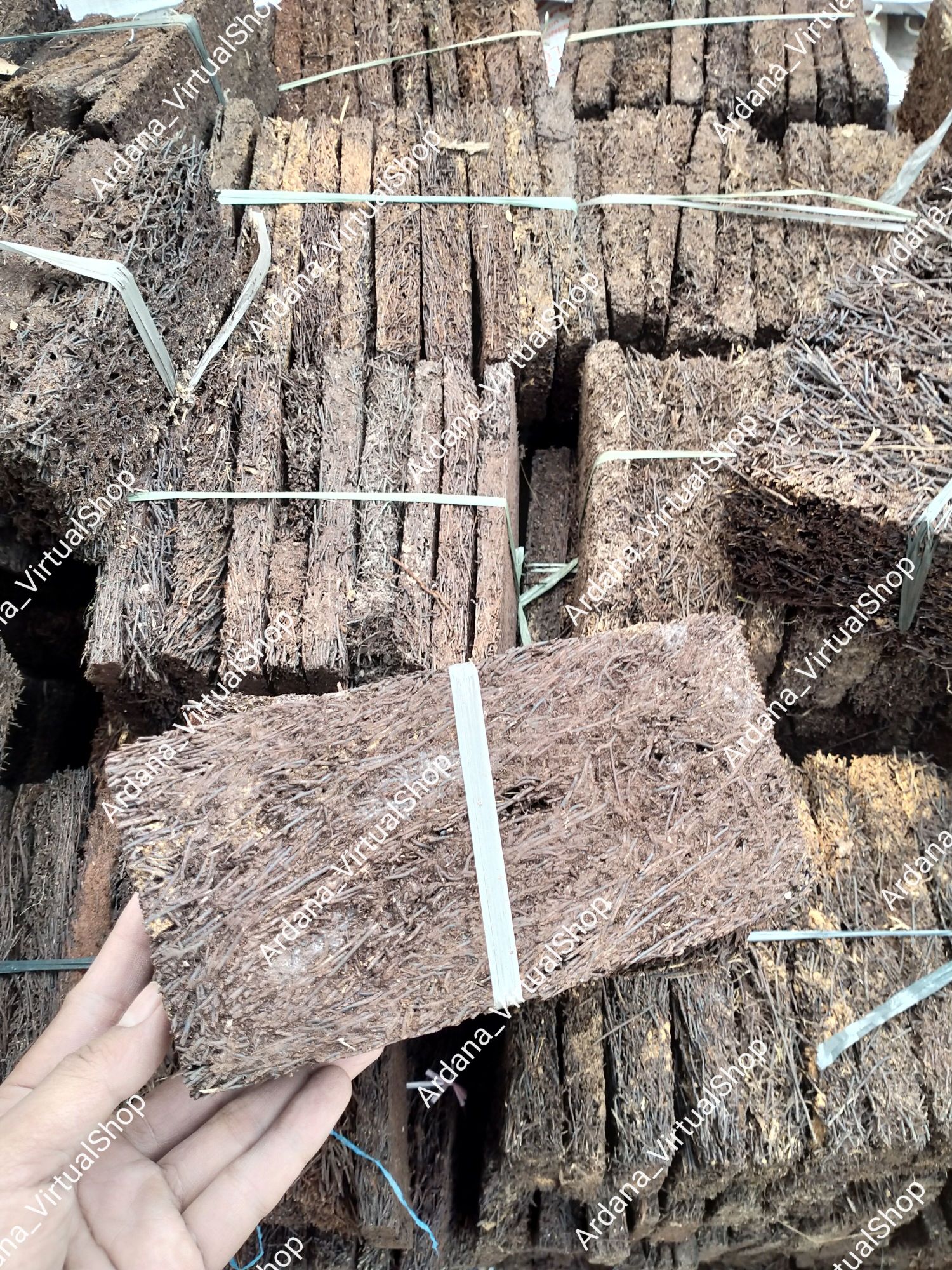 Pakis Lempeng atau Pakis Papan isi 10 Pcs Pakis Lempeng atau Pakis Papan isi 10 Pcs