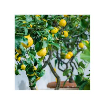 Harga Bibit Bunga Benih Lemon Basil Kemangi Termurah Katalog Source Amefurashi Benih Bibit .