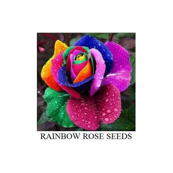 40 Benih Bibit Biji Bunga Mawar Pelangi Rainbow Rose Seeds 40 Benih Bibit Biji Bunga Mawar Pelangi Rainbow Rose Seeds