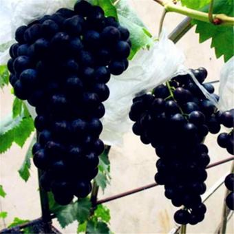 berisi 5 biji benih buah anggur hitam lokal