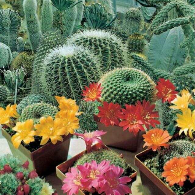 20 Biji Bunga Cactus Flowers Of The Desert 20 Biji Bunga Cactus Flowers Of The Desert