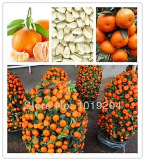 Isi 20 Butir Benih Buah Jeruk Mini / Golden Orange Mini Import Isi 20 Butir Benih Buah Jeruk Mini / Golden Orange Mini Import