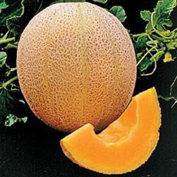 Isi 30 Butir Benih Buah Melon Madu Impor / Honeydew Import Isi 30 Butir Benih Buah Melon Madu Impor / Honeydew Import