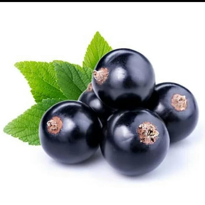 Bibit atau Benih atau Seed Buah Blackcurrant Ribes Nigrum isi 20 benih Bibit atau Benih atau Seed Buah Blackcurrant Ribes Nigrum isi 20 benih