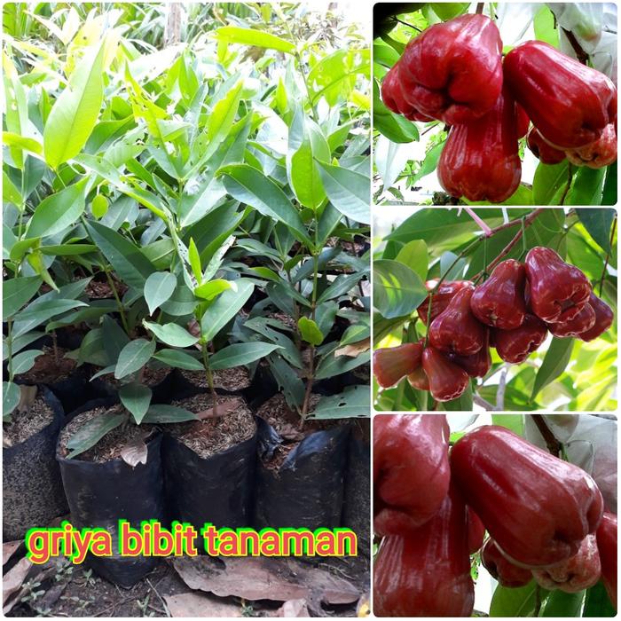 B1G BIBIT BUAH JAMBU MADU DELI MERAH B1G BIBIT BUAH JAMBU MADU DELI MERAH