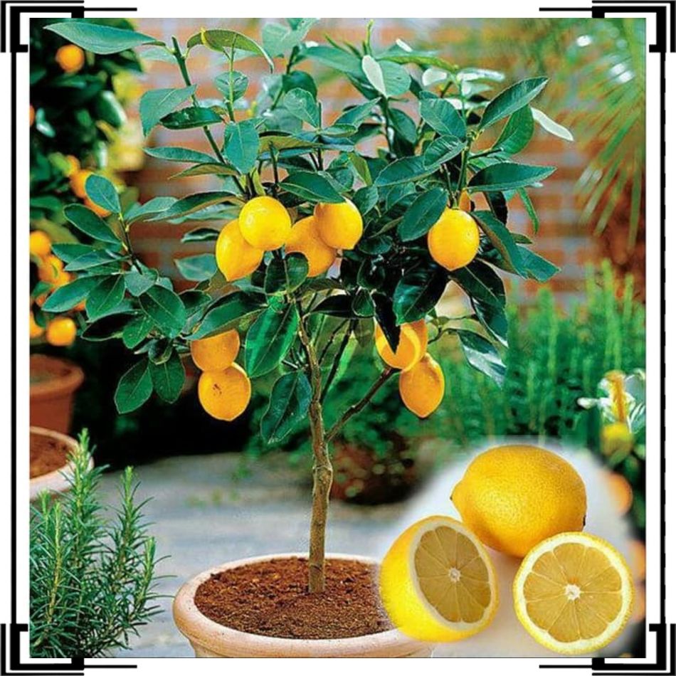 Termurah bibit lemon import super WISATA AGROTANI BIBIT UNGGUL Termurah bibit lemon import super WISATA AGROTANI BIBIT UNGGUL