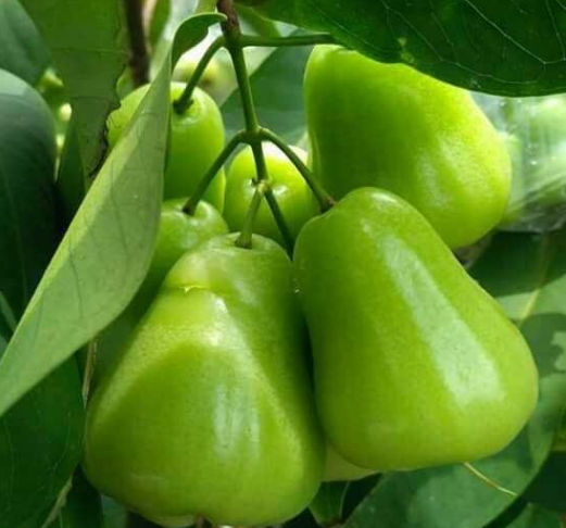 Bibit Tanaman Buah Jambu Air Super Green - Jambu Air Jumbo Bibit Tanaman Buah Jambu Air Super Green - Jambu Air Jumbo