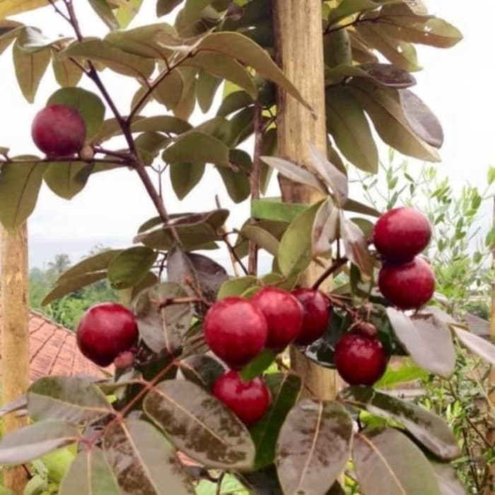 Bibit Kelengkeng Merah Bibit Kelengkeng Merah