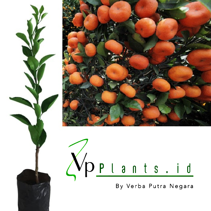 BIBIT BUAH JERUK SANTANG MADU COD PROMO Bibit Tanaman Pohon Jeruk Santang Madu Bibit Jeruk Santang Madu Buah Jeruk Santang Madu BIBIT BUAH JERUK SANTANG MADU COD PROMO Bibit Tanaman Pohon Jeruk Santang Madu Bibit Jeruk Santang Madu Buah Jeruk Santang Madu