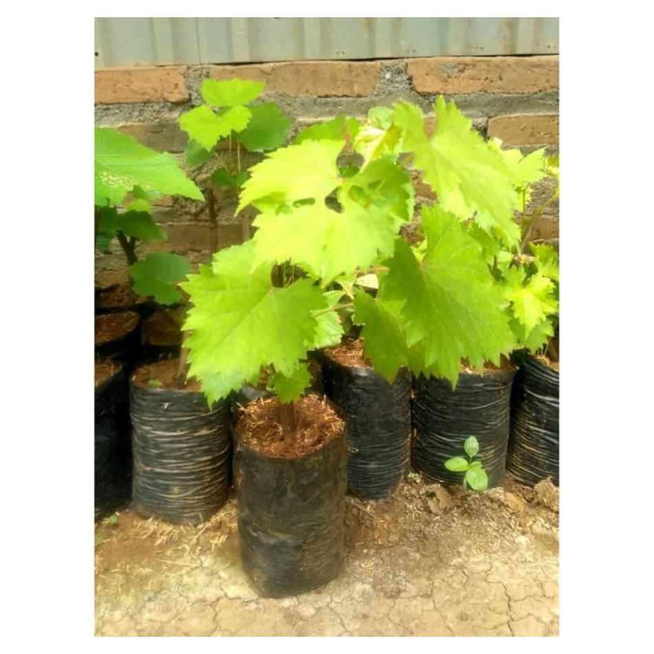 Limited Bibit anggur yellow belgie WISATA AGROTANI BIBIT UNGGUL Limited Bibit anggur yellow belgie WISATA AGROTANI BIBIT UNGGUL
