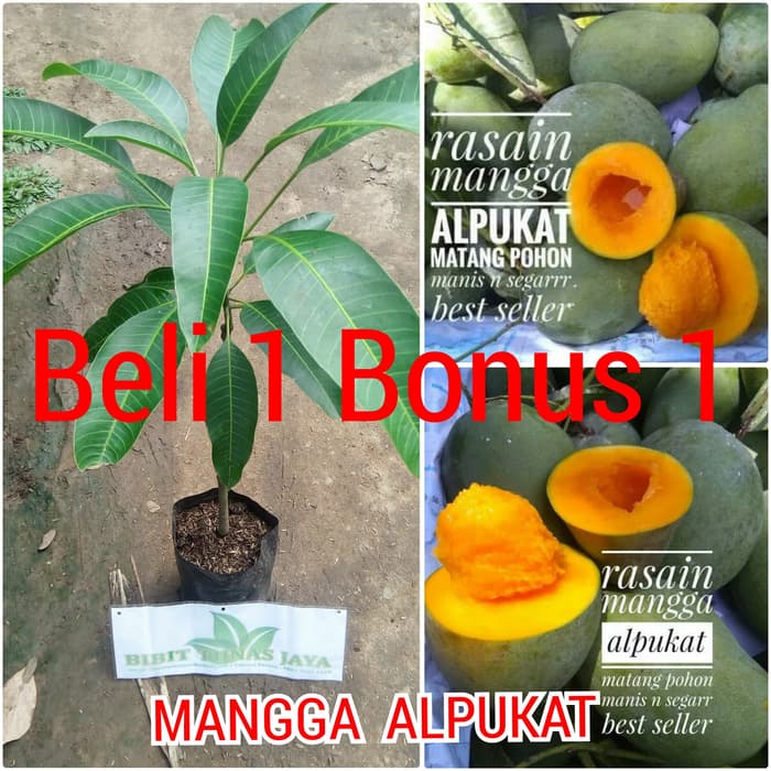 Bibit Mangga Alpukat 2 Pohon Back Bibit Mangga Alpukat 2 Pohon Back