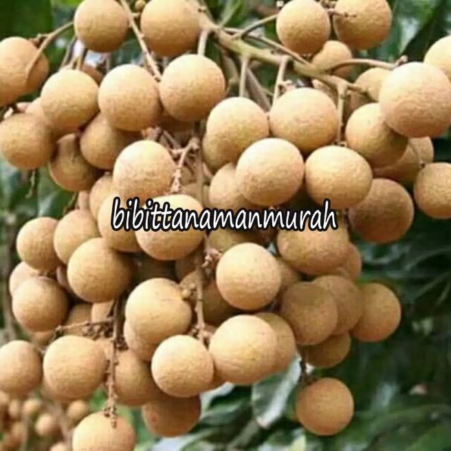 bibit tanaman klengkeng sedling / tanaman hidup bibit tanaman klengkeng sedling / tanaman hidup