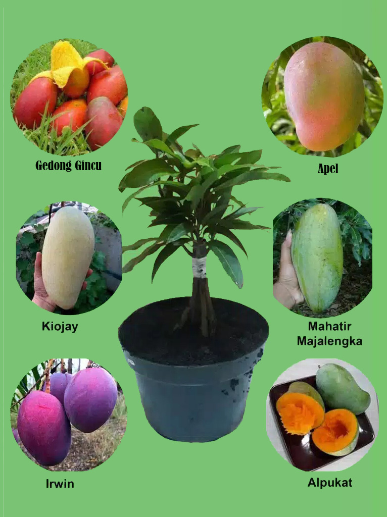 Tanaman Kombinasi 6 Mangga Tanaman Kombinasi 6 Mangga