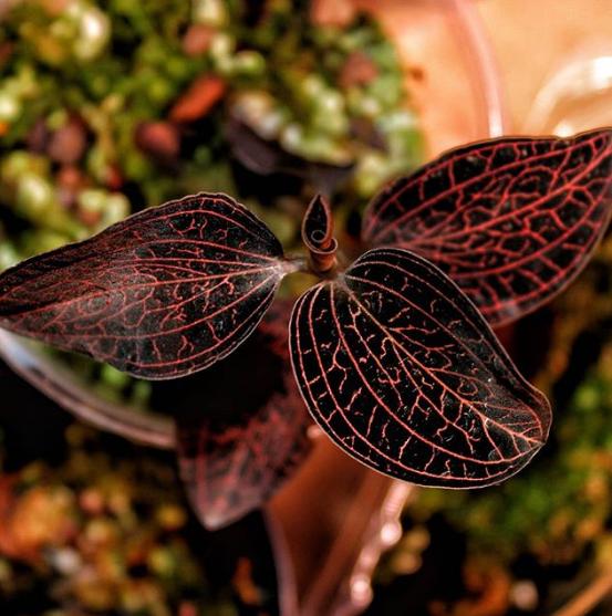 BIBIT TANAMAN HIAS JEWEL ORCHID BIBIT TANAMAN HIAS JEWEL ORCHID