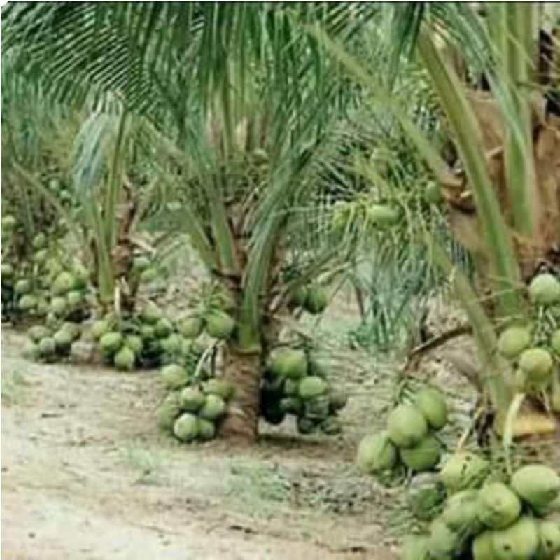 Bibit kelapa hibrida Bibit kelapa hibrida