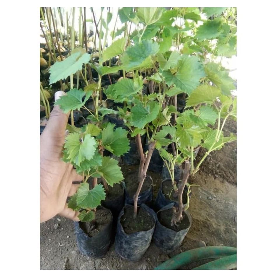 Promo PROMO 3 Tanaman Bibit Anggur (Red Globe Red Prince dan Green Isabell) WISATA AGROTANI BIBIT UNGGUL Promo PROMO 3 Tanaman Bibit Anggur (Red Globe Red Prince dan Green Isabell) WISATA AGROTANI BIBIT UNGGUL