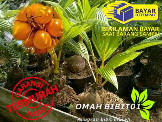 Tanaman Kelapa Gading Tanaman Kelapa Gading