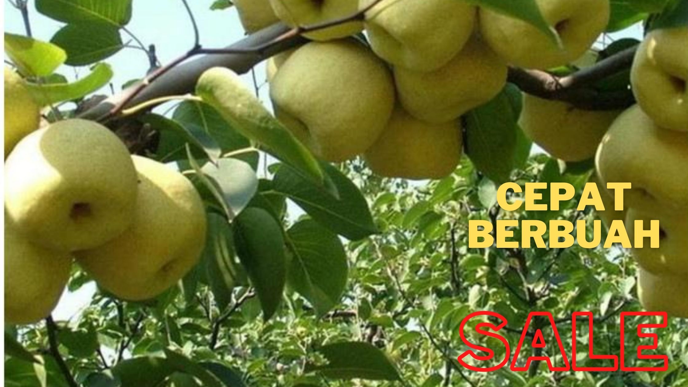 Bibit tanaman buah pir Hasil cangkok cepat berbuah Bibit tanaman buah pir Hasil cangkok cepat berbuah