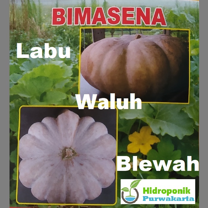 BENIH LABU BLEWAH WALUH PUMPKIN WARNA ORANGE KECOKLATAN ISI 70 BUTIR CAP TIGA DAUN BENIH LABU BLEWAH WALUH PUMPKIN WARNA ORANGE KECOKLATAN ISI 70 BUTIR CAP TIGA DAUN