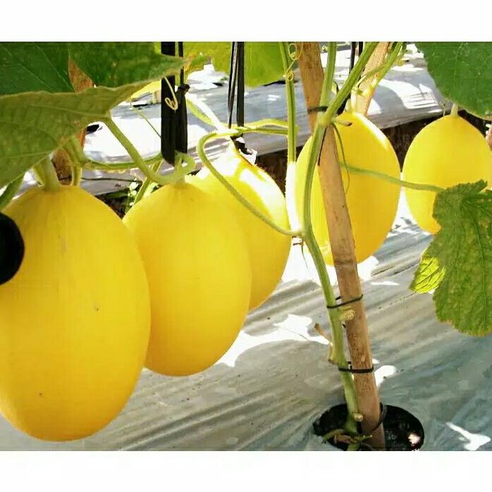 Ufairah benih Melon Golden isi 10 biji Ufairah benih Melon Golden isi 10 biji