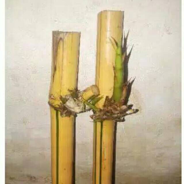Jual stek bambu kuning 2 batang Jual stek bambu kuning 2 batang