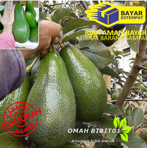 bibit tanaman buah alpukat aligator/TANAMAN HIDUP bibit tanaman buah alpukat aligator/TANAMAN HIDUP