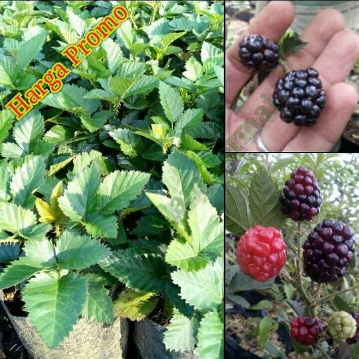 Promo Bibit Tanaman Buah Blackberry Promo Bibit Tanaman Buah Blackberry