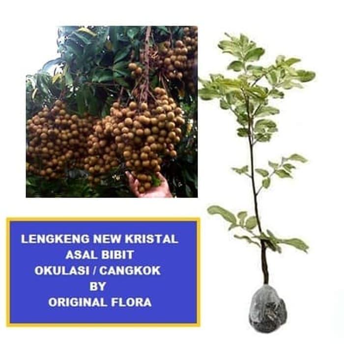 Bibit Kelengkeng New Kristal Pohong Kelengkeng Bibit Kelengkeng New Kristal Pohong Kelengkeng