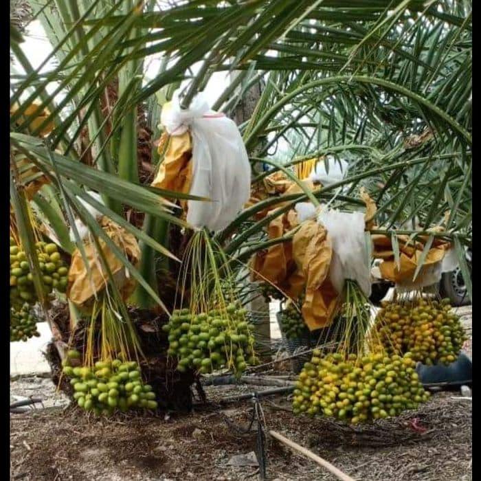 Bibit Grade A - Bibit Buah Kurma Tropis Siap Tanam Bibit Grade A - Bibit Buah Kurma Tropis Siap Tanam