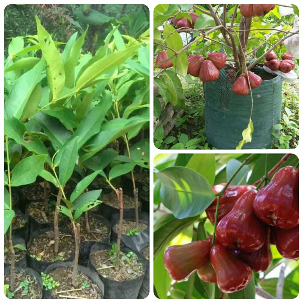 bibit jambu air citra ( unggulan ) bibit jambu air citra ( unggulan )