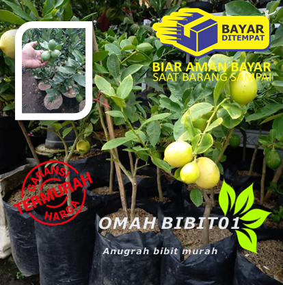 Bibit Tanaman Buah Jeruk Lemon Bangkok Berbuah Bibit Tanaman Buah Jeruk Lemon Bangkok Berbuah