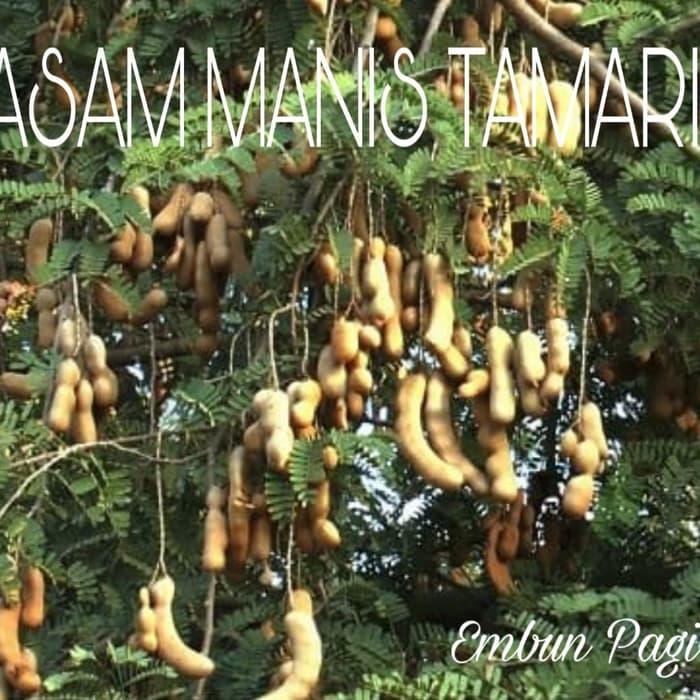 B3Rk4H Terlaris Bibit Buah Pohon Asem Manis Jenis Tamarin B3Rk4H Terlaris Bibit Buah Pohon Asem Manis Jenis Tamarin