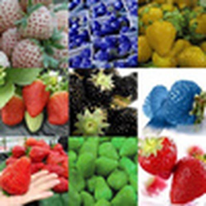 Isi 30 Butir Benih Buah Strawberry 9 Jenis Berbeda Jenis Mix Campur Isi 30 Butir Benih Buah Strawberry 9 Jenis Berbeda Jenis Mix Campur