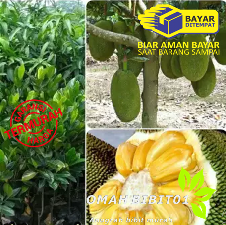 paket hemat 4 jenis bibit nangka paket hemat 4 jenis bibit nangka