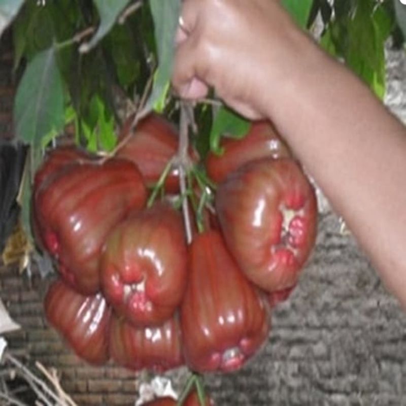 bibit buah jambu dalhari bibit buah jambu dalhari